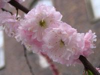 2006.04.21. - 1009 cm - 26.jpg